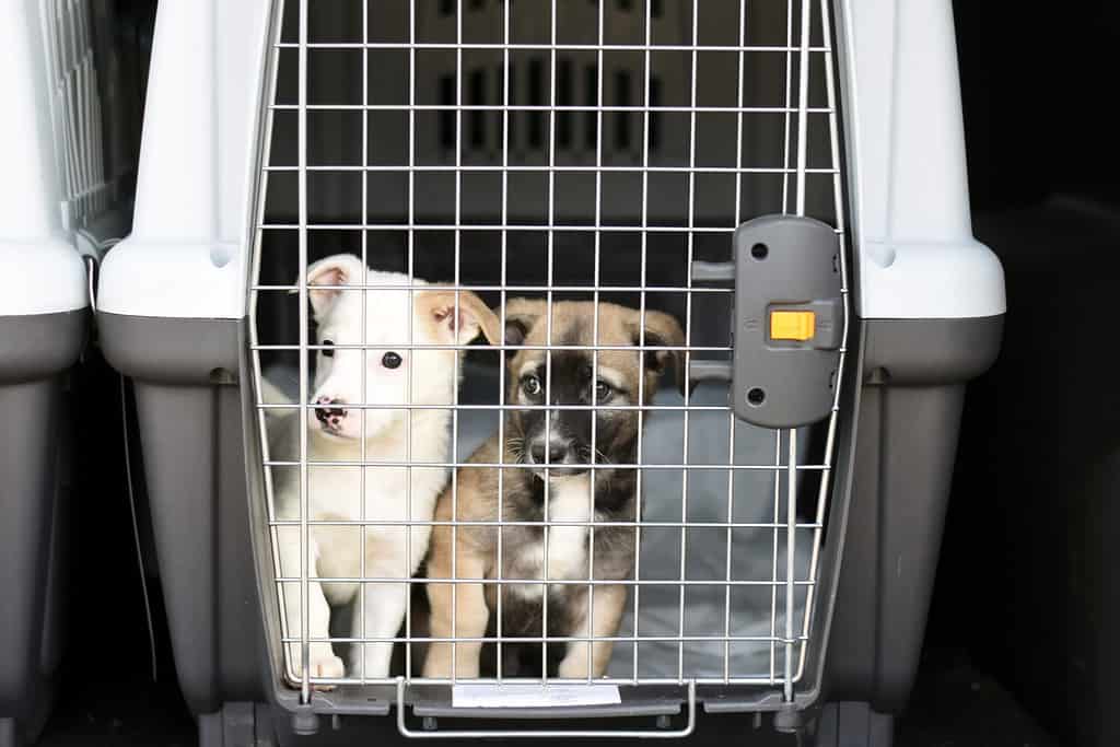 6 Essential Tips For Shipping Your Pet Across The Country
